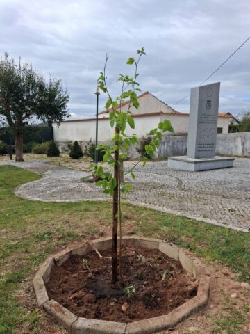 Dia da Árvore 2026